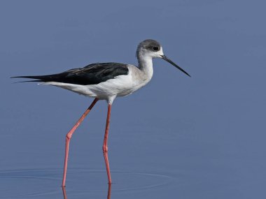 Siyah kanatlı stilt (Himantopus himantopus)