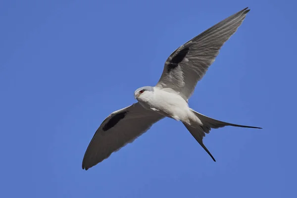 African swallow-tailed kite (Chelictinia riocourii) — Stock Photo, Image
