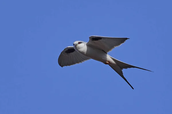 African swallow-tailed kite (Chelictinia riocourii) — Stock Photo, Image