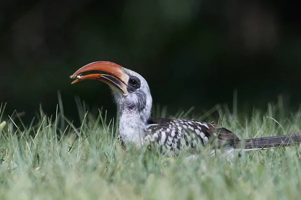 Westelijke rode neushoornvogel (Tockus Kempi) — Stockfoto