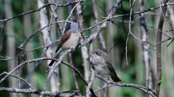 Shrike Con Respaldo Rojo Lanius Collurio — Vídeo de stock