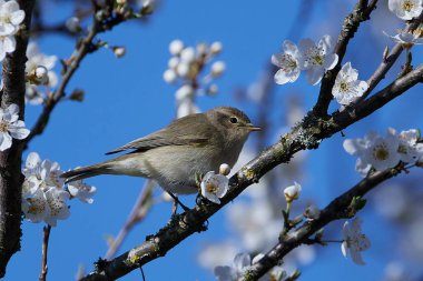 Yaygın chiffchaff (Phylloscopus collybita)