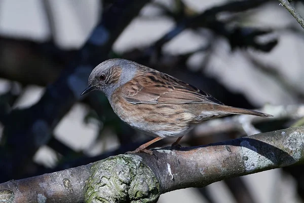 Ferreirinha-comum (prunella modularis) — Fotografia de Stock