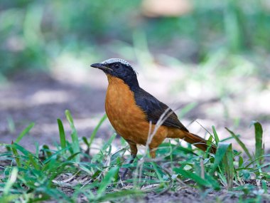 Beyaz tepeli robin-sohbet (Cossypha albicapilla)
