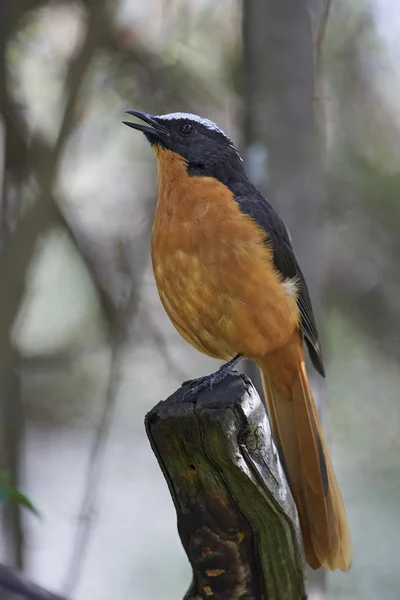 White-crowned robin-chat (Cossypha albicapilla) — Stock Photo, Image
