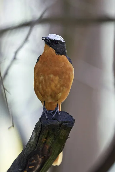 Beyaz tepeli robin-sohbet (Cossypha albicapilla) — Stok fotoğraf