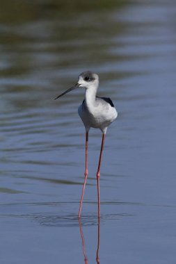 Siyah kanatlı stilt (Himantopus himantopus)