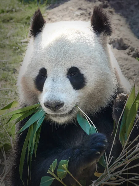 dev panda (ailuropoda melanoleuca)