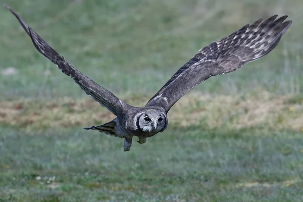 Verreauxs gufo reale (Bubo lacteus ) — Foto Stock