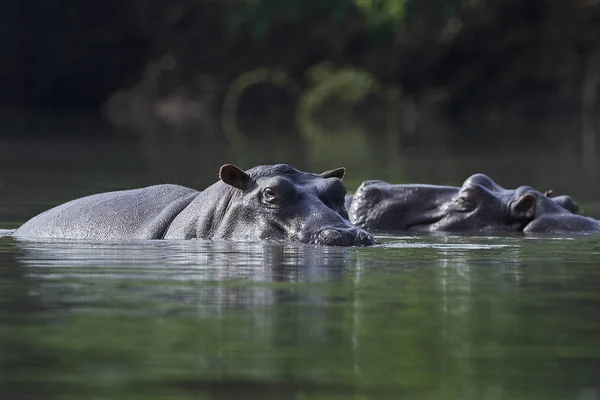 Společné hroch obojživelný (Hippopotamus amphibius) — Stock fotografie