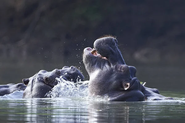 Common hippopotamus (Hippopotamus amphibius) — Stock Photo, Image