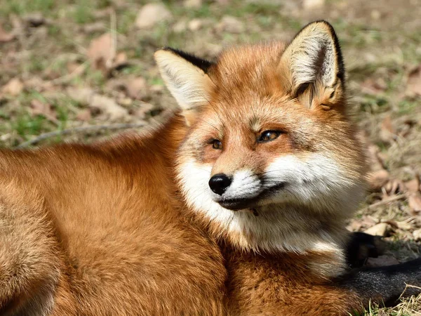 Red fox (Vulpes vulpes) — Stock Photo, Image