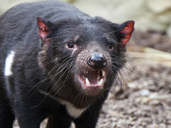 Tasmanian Devil (Sarcopilus Harrisii) — Stock Photo, Image