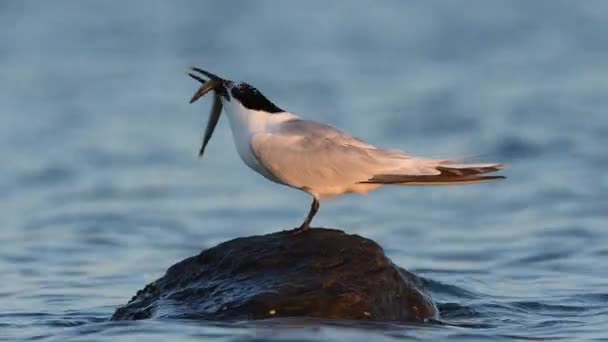 Sandwich Dans Son Habitat Naturel Danemark Clip Vidéo