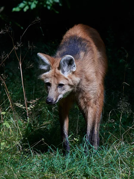 Maned wolf (Chrysocyon brachyurus) — Stock Photo, Image