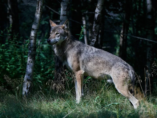 Lupo grigio (Canis lupus) — Foto Stock