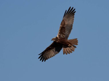 Batı marsh harrier (sirk aeruginosus)