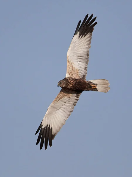 Western marsh harrier (Circus aeruginosus) — Stock Photo, Image