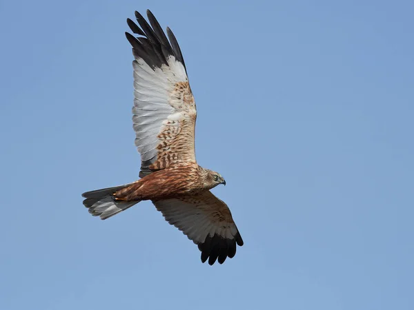 Western marsh harrier (Circus aeruginosus) — Stock Photo, Image