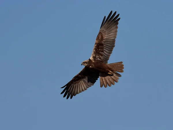 Harrier del pantano occidental (Circus aeruginosus ) — Foto de Stock