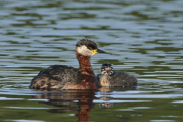 Kızıl boyunlu batağan (Podiceps grisegena)