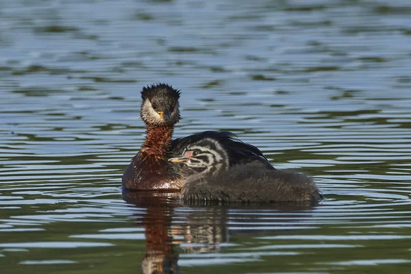 Potápka rudokrká (Podiceps grisegena) — Stock fotografie