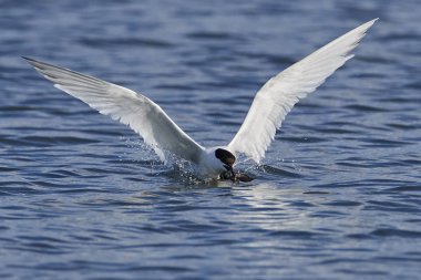 Sandviç Tern (thalasseus sandvicensis)
