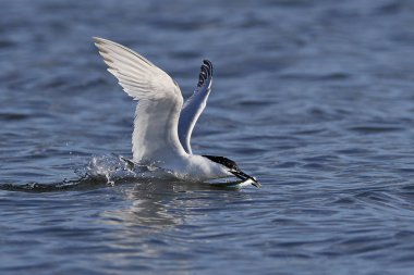 Sandviç Tern (thalasseus sandvicensis)