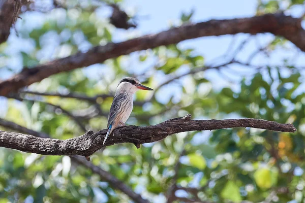 Eisvogel (halcyon chelicuti)) — Stockfoto