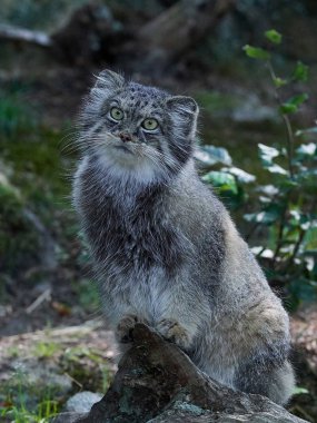 Pallas kedisi (Otocolobus manul)