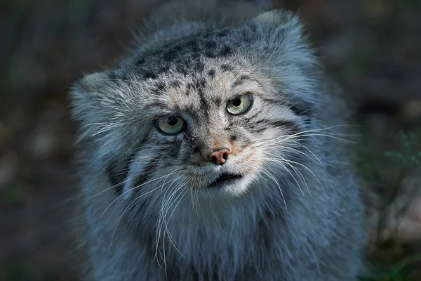 Gato de Pallas (manul de Otocolobus) — Fotografia de Stock