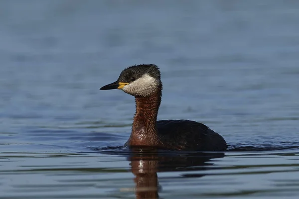 Grano dal collo rosso (Podiceps grisegena ) — Foto Stock