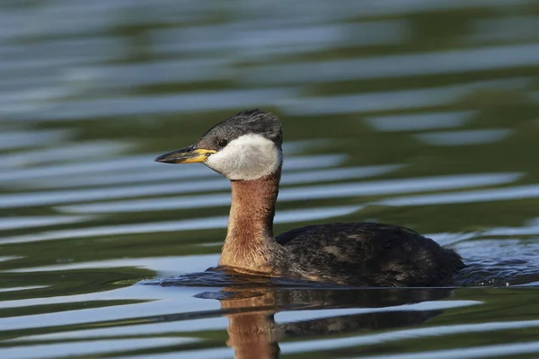 Red-necked grebe (Podiceps grisegena) — Stock Photo, Image