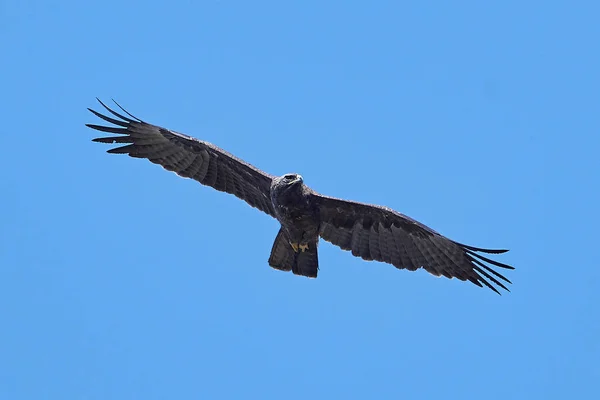 Águila de Wahlbergs (Hieraaetus wahlbergi ) — Foto de Stock