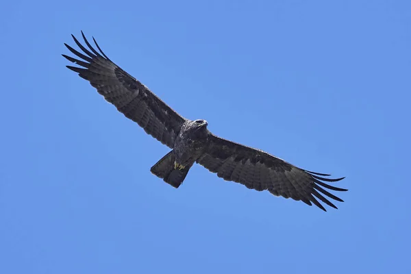 Águila de Wahlbergs (Hieraaetus wahlbergi ) — Foto de Stock