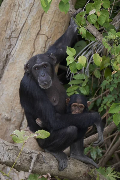 Šimpanz (Pan troglodytes) — Stock fotografie