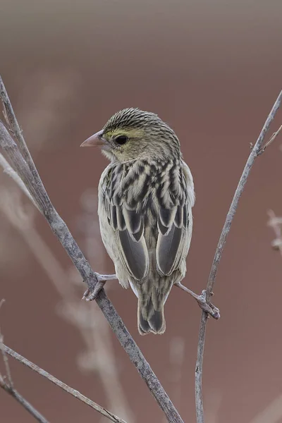 Północnej biskup czerwony (Euplectes franciscanus) — Zdjęcie stockowe