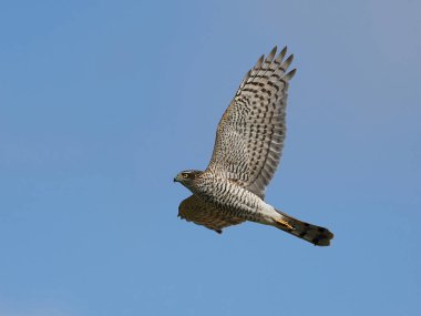 Bayağı atmaca (Accipiter nisus)