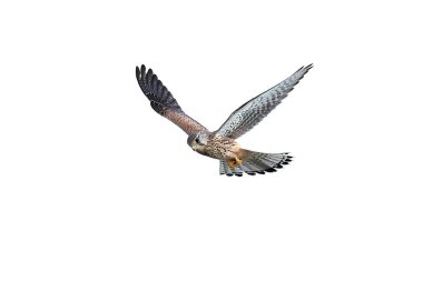 Genel kerkenez (Falco tinnunculus)