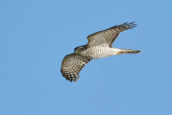 Gavilán euroasiático (Accipiter nisus ) — Foto de Stock