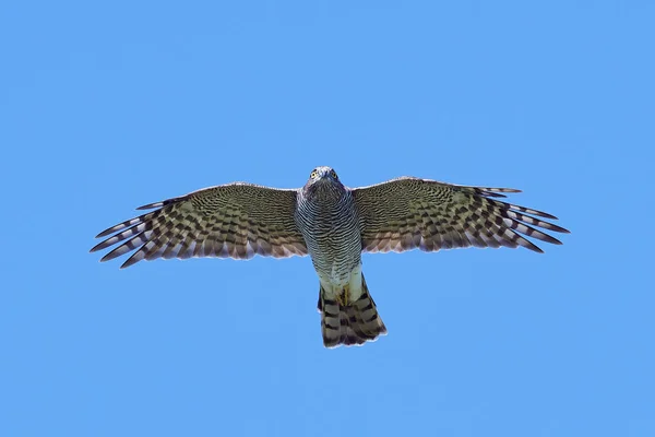 Спарроухоук (Accipiter nisus ) — стоковое фото