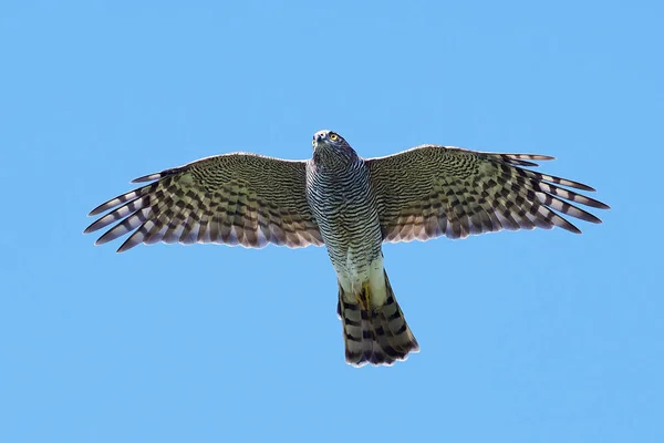 Спарроухоук (Accipiter nisus ) — стоковое фото