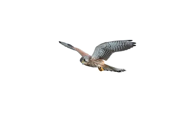 Gheppio comune (Falco tinnunculus) — Foto Stock