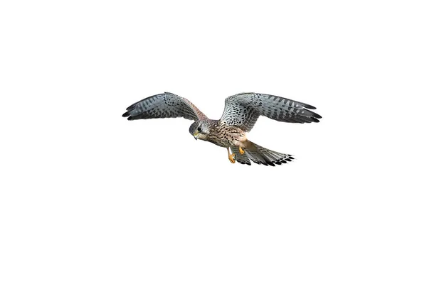 Cestrel común (Falco tinnunculus) —  Fotos de Stock