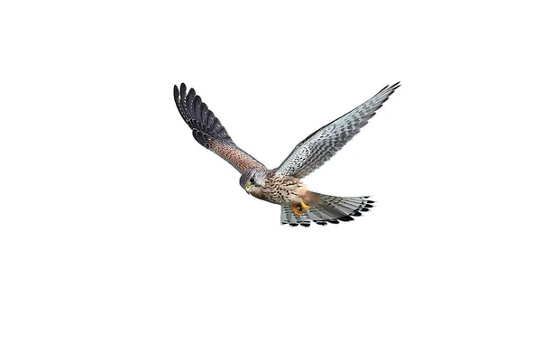 Kestrel (Falco tinnunculus)) — Stockfoto