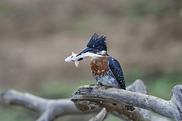 Giant Kingfisher (Megaceryle maxima)) — стоковое фото