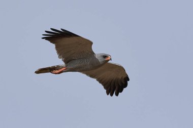 Karanlık ilahi çakır kuşu (Melierax metabates)