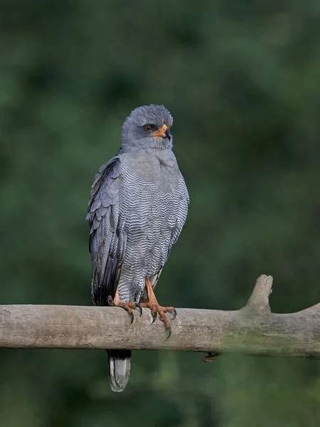 Темні скандували Goshawk (Melierax metabates) — стокове фото