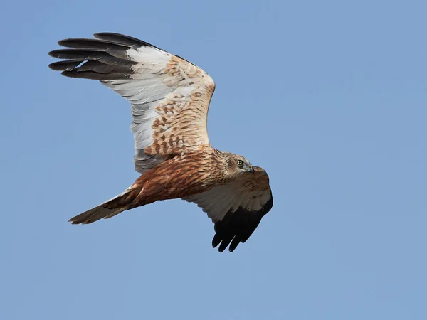 Harrier del pantano occidental (Circus aeruginosus ) — Foto de Stock