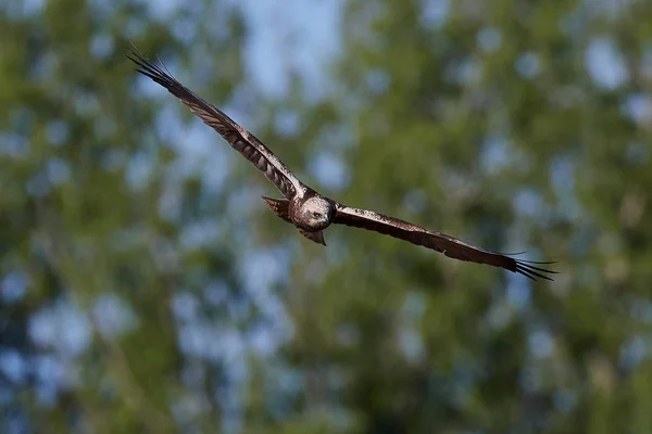 Harrier del pantano occidental (Circus aeruginosus ) — Foto de Stock